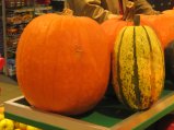 077-IMG_2502.JPG.small.jpeg