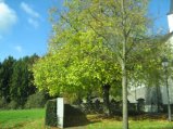 099-IMG_2527.JPG.small.jpeg